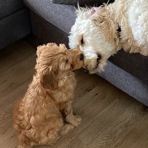 Meet your Posher, Rachelle